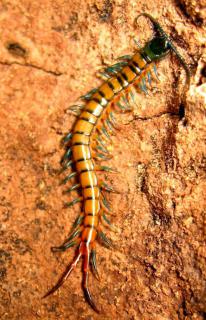 Załączony obraz: scolopendra madagascariensis.jpg