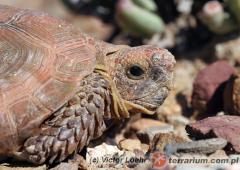 Załączony obraz: 2.jpg