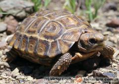 Załączony obraz: 1.jpg