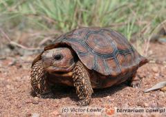 Załączony obraz: 1.jpg