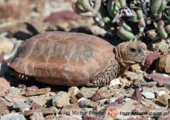 Załączony obraz: 1.jpg