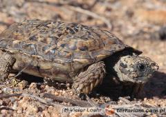 Załączony obraz: 2.jpg