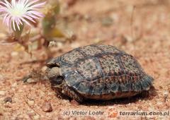 Załączony obraz: 3.jpg