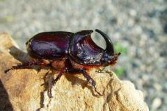 Oryctes nasicornis (Linnaeus, 1758) Macho.jpg