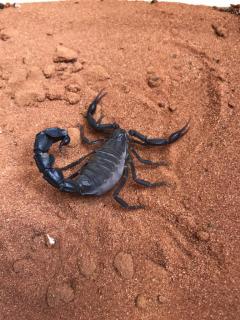 Załączony obraz: DD1559B6-84D5-4077-8F15-7398F244FE71.jpeg