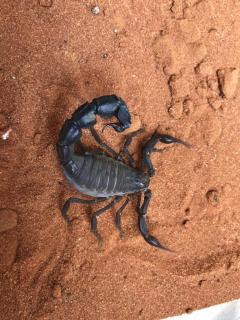 Załączony obraz: 58A1868F-8A03-4E68-8809-DF6F86D1BAF0.jpeg