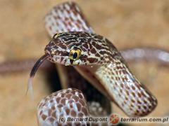 Załączony obraz: 1.jpg