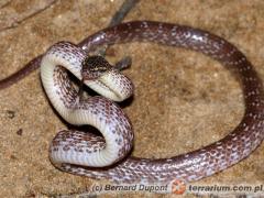 Załączony obraz: 2.jpg