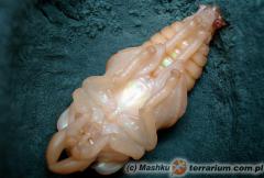 Załączony obraz: 2.jpg