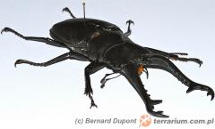 Załączony obraz: 2.jpg