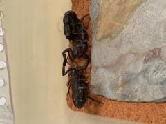 Załączony obraz: 153F2DEE-371D-4D6A-9746-424003B17968.jpeg