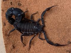 Załączony obraz: DD0967B9-83D9-48D7-8EBA-BE7EA3FA8161.jpeg