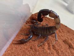 Załączony obraz: 2F913DEA-880B-4E22-8D7C-66201AF9A0CE.jpeg