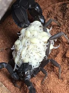 Załączony obraz: 60C6A75E-9E9C-4B39-A0CD-7015987ED65B.jpeg