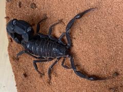 Załączony obraz: D41356B3-6722-4C45-8367-F89BB91F06F8.jpeg