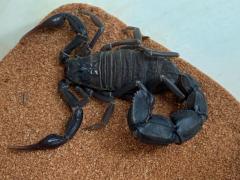 Załączony obraz: B35F2C67-2645-457D-A5BA-57FEBFA4E830.jpeg