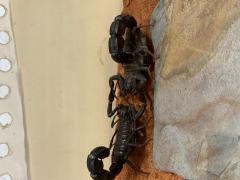 Załączony obraz: 3E9B5E34-4174-4739-BAD0-98715CC62616.jpeg