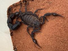 Załączony obraz: 33D641EF-CC9B-4F5A-9701-59FD151AC81E.jpeg