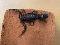 Załączony obraz: C92F498B-1CE9-4EE7-BEA1-3BF750619106.jpeg