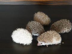 post-55209-0-07124400-1376137794_thumb.j