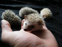 post-55209-0-19124600-1376137821_thumb.j