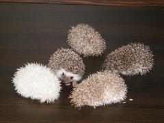 post-55209-0-98600400-1376137805_thumb.j