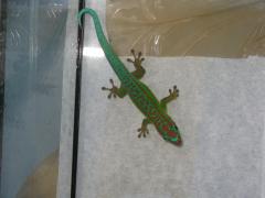 Załączony obraz: IMG_3031 - Kopia - Kopia.JPG