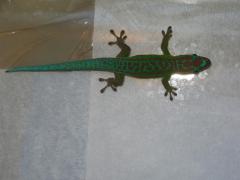 Załączony obraz: IMG_3032 - Kopia.JPG