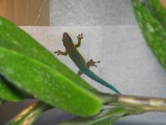 Załączony obraz: IMG_3017 - Kopia.JPG