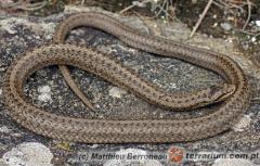 Załączony obraz: 2.jpg