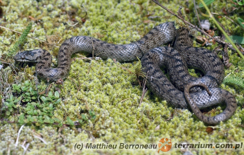 Coronella Austriaca Gniewosz Plamisty Miedzianka Colubridae 
