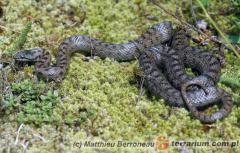 Załączony obraz: 3.jpg