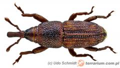 Załączony obraz: 1.jpg