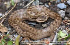 Załączony obraz: 1.jpg