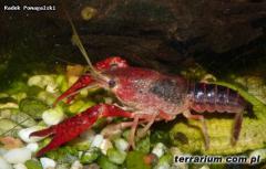 Załączony obraz: Procambarus clarkii samiec.jpg