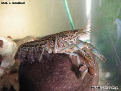 Załączony obraz: Procambarus fallax samica z młodymi.jpg