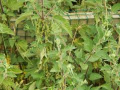 Załączony obraz: DSCN0620.JPG