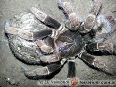 Załączony obraz: hexa 2.jpg