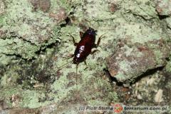 Załączony obraz: Blattidae sp. Tanzania_2.jpg