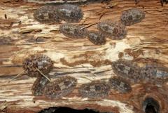 Załączony obraz: DSC08046.JPG