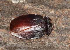 Załączony obraz: DSC08468.JPG