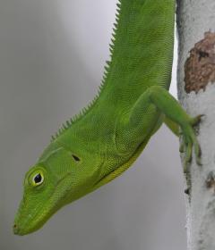 Załączony obraz: Anolis Garmani 11.jpg