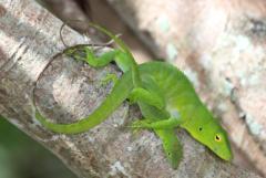 Załączony obraz: Anolis Garmani 6.jpeg
