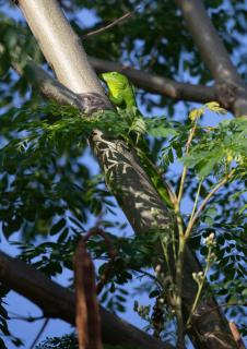 Załączony obraz: Anolis Garmani 10.jpg
