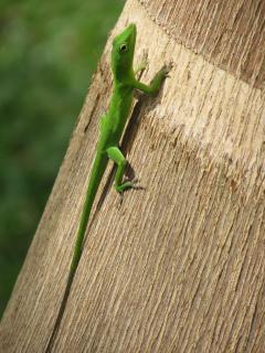 Załączony obraz: Anolis Garmani 7.jpeg