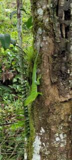 Załączony obraz: Anolis Garmani 5.jpeg
