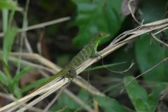 Załączony obraz: Anolis Garmani 8.jpg