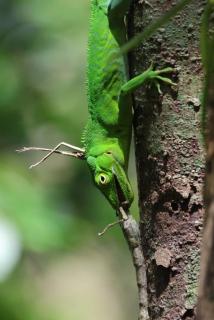 Załączony obraz: Anolis Garmani 3.jpeg