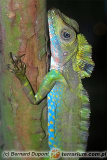 Załączony obraz: 2.jpg