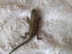 post-58610-0-29354500-1379854099_thumb.j